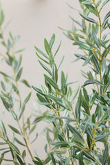 Olivenbaum Kunstpflanze XL 240cm - Finestgreen