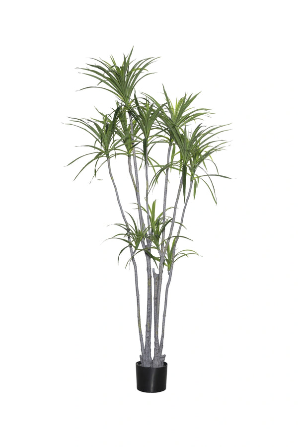 Dracaena Marginata Kunstpflanze XL 230cm