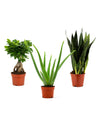 Pflanzen Set für die Fensterbank: Ficus Ginseng, Bogenhanf & Aloe Vera