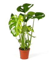 Fensterblatt (Monstera deliciosa) im Kulturtopf Ø 17 cm, ca. 60 cm hoch – freigestellt