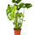 Fensterblatt (Monstera deliciosa) im Kulturtopf Ø 17 cm, ca. 60 cm hoch – freigestellt