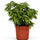 Ficus Benjamina Kinky – Buntblatt