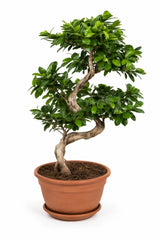 Ficus 'Ginseng' Bonsai