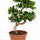 Ficus 'Ginseng' Bonsai