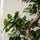 Ficus 'Ginseng' Bonsai