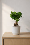 Ficus 'Ginseng' Bonsai