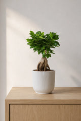 Ficus 'Ginseng' Bonsai Ø:12 H:30 cm Finestgreen 