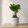 Ficus 'Ginseng' Bonsai Ø:12 H:30 cm Finestgreen 
