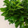 Ficus 'Ginseng' Bonsai Ø:12 H:30 cm Nahaufnahme Finestgreen 