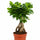 Ficus 'Ginseng' Bonsai Ø:12 H:30 cm freigestellt Finestgreen 