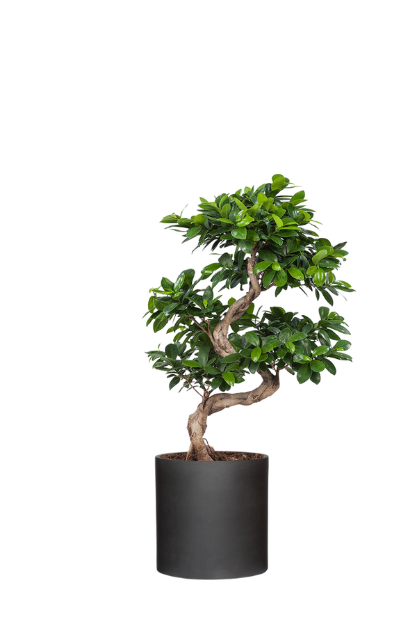 Ficus 'Ginseng' Bonsai Ø:24 H:60 cm