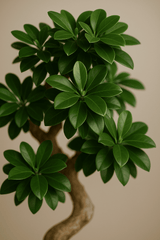 Ficus 'Ginseng' Bonsai Ø:24 H:70 cm