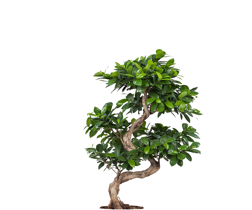 Ficus 'Ginseng' Bonsai Ø:27 H:70 cm