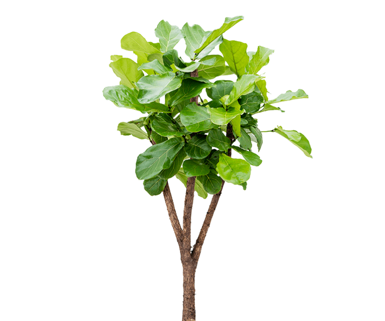Ficus Lyrata - Geigenfeige Ø:27 H:140 cm