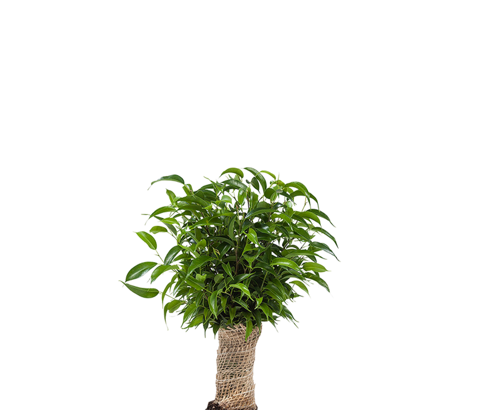 Ficus Natasja Ø:12 H:35 cm