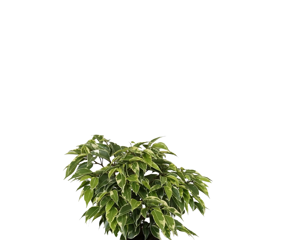 Ficus Benjamina Kinky – Buntblatt