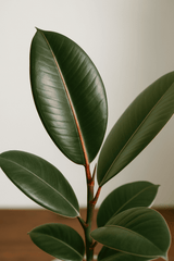 Gummibaum - Ficus elastica Tineke Ø:12 H:35 cm