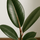 Gummibaum - Ficus elastica Tineke Ø:12 H:35 cm