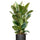 Gummibaum - Ficus Elastica Robusta Ø:27 H:110 cm