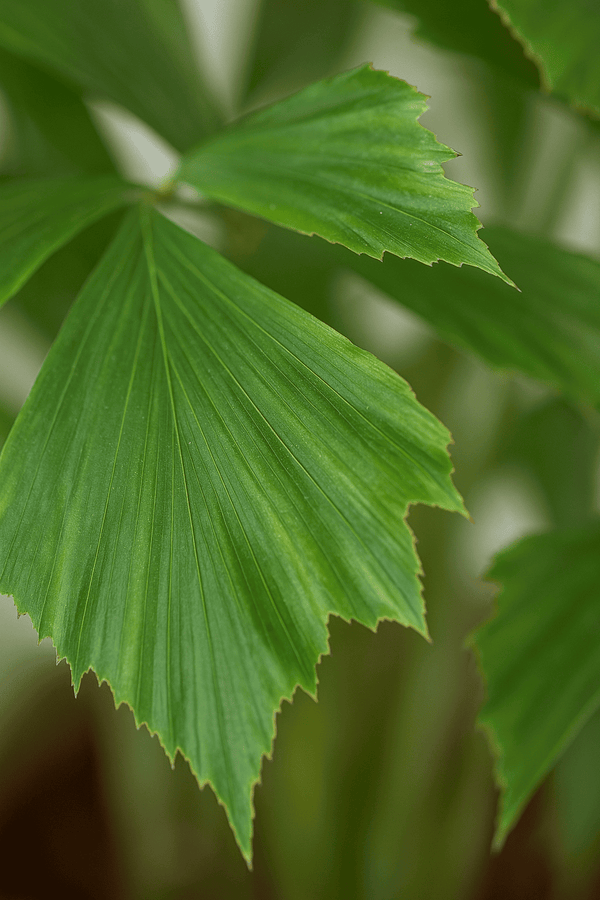 Fischschwanzpalme - Caryota Mitis Ø:24 H:130 cm