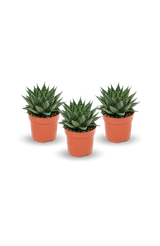 Gasteria Aurora 3er Set