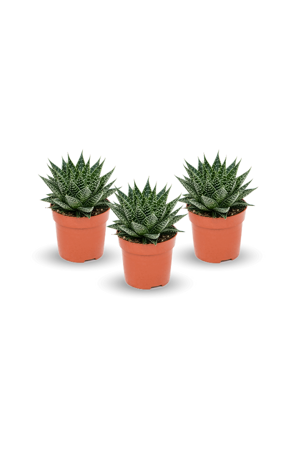 Gasteria Aurora 3er Set