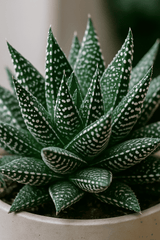 Gasteria Aurora Ø:11 H:15 cm