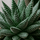 Gasteria Aurora Ø:11 H:15 cm
