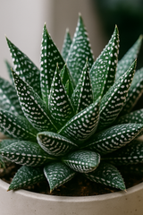 Gasteria Aurora 3er Set