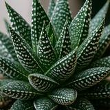 Gasteria Aurora 3er Set