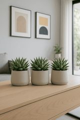 Gasteria Aurora 3er Set
