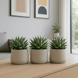 Gasteria Aurora 3er Set