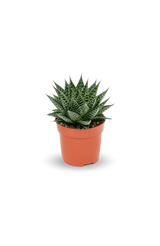 Gasteria Aurora Ø:11 H:15 cm