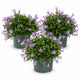 Lavendel