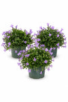 Glockenblume Campanula Ambella Lavendel – 3er-Set