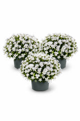 Glockenblume Campanula Ambella White – 3er-Set - Finestgreen