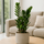 Glücksfeder - Zamioculcas Ø:14 H:50 cm
