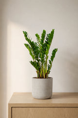 Glücksfeder Zamioculcas kaufen — pflegeleichte Zimmerpflanze für schattige Räume