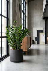 Glücksfeder - Zamioculcas Ø:24 H:90 cm Finestgreen 