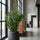 Glücksfeder - Zamioculcas Ø:24 H:90 cm Finestgreen 