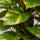 Epipremnum aureum - Goldene Efeutute mit Moosstab - Finestgreen