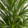 Areca - Goldfruchtpalme - Finestgreen