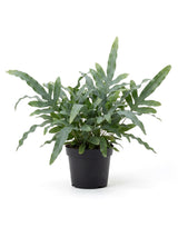 Goldtüpfelfarn (Phlebodium aureum 'Blue Star') im Kulturtopf Ø 17 cm, ca. 40 cm hoch – freigestellt