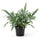 Goldtüpfelfarn (Phlebodium aureum 'Blue Star') im Kulturtopf Ø 17 cm, ca. 40 cm hoch – freigestellt