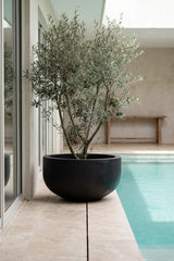 Grosse XXL-Pflanzschale City Bowl Schwarz aus Fiberstone mit Olivenbaum bepflanzt am Pool