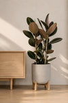 Gummibaum - Ficus Elastica Abidjan