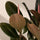 Gummibaum - Ficus Elastica Abidjan