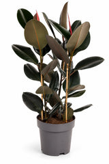 Gummibaum - Ficus Elastica Abidjan
