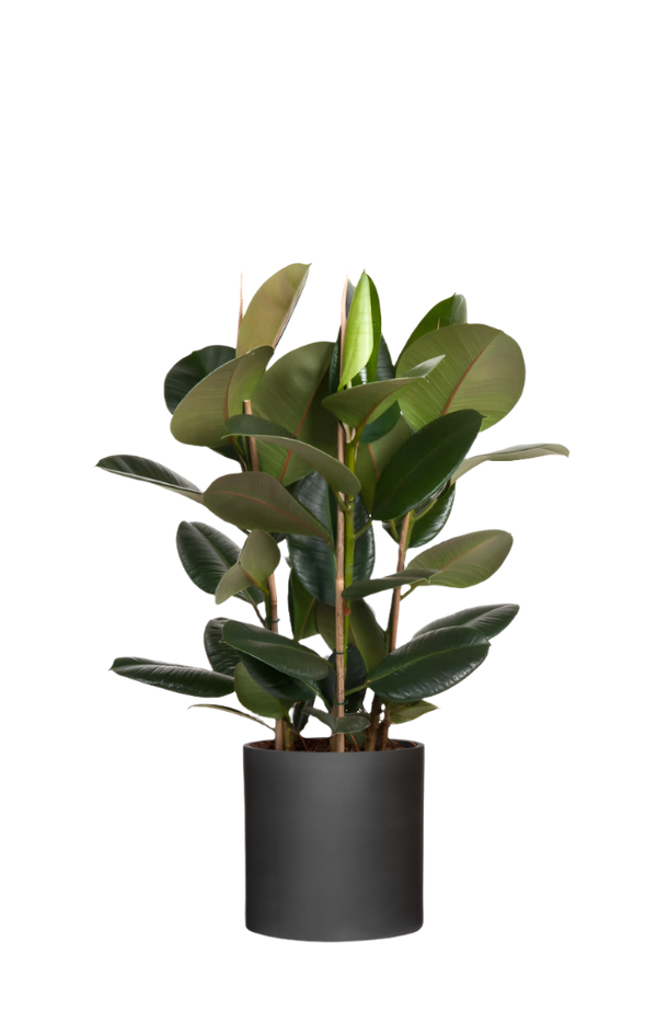 Gummibaum - Ficus elastica Robusta Ø:27 H:140 cm