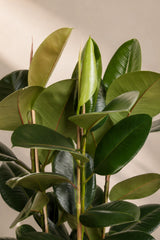 Gummibaum - Ficus elastica Robusta